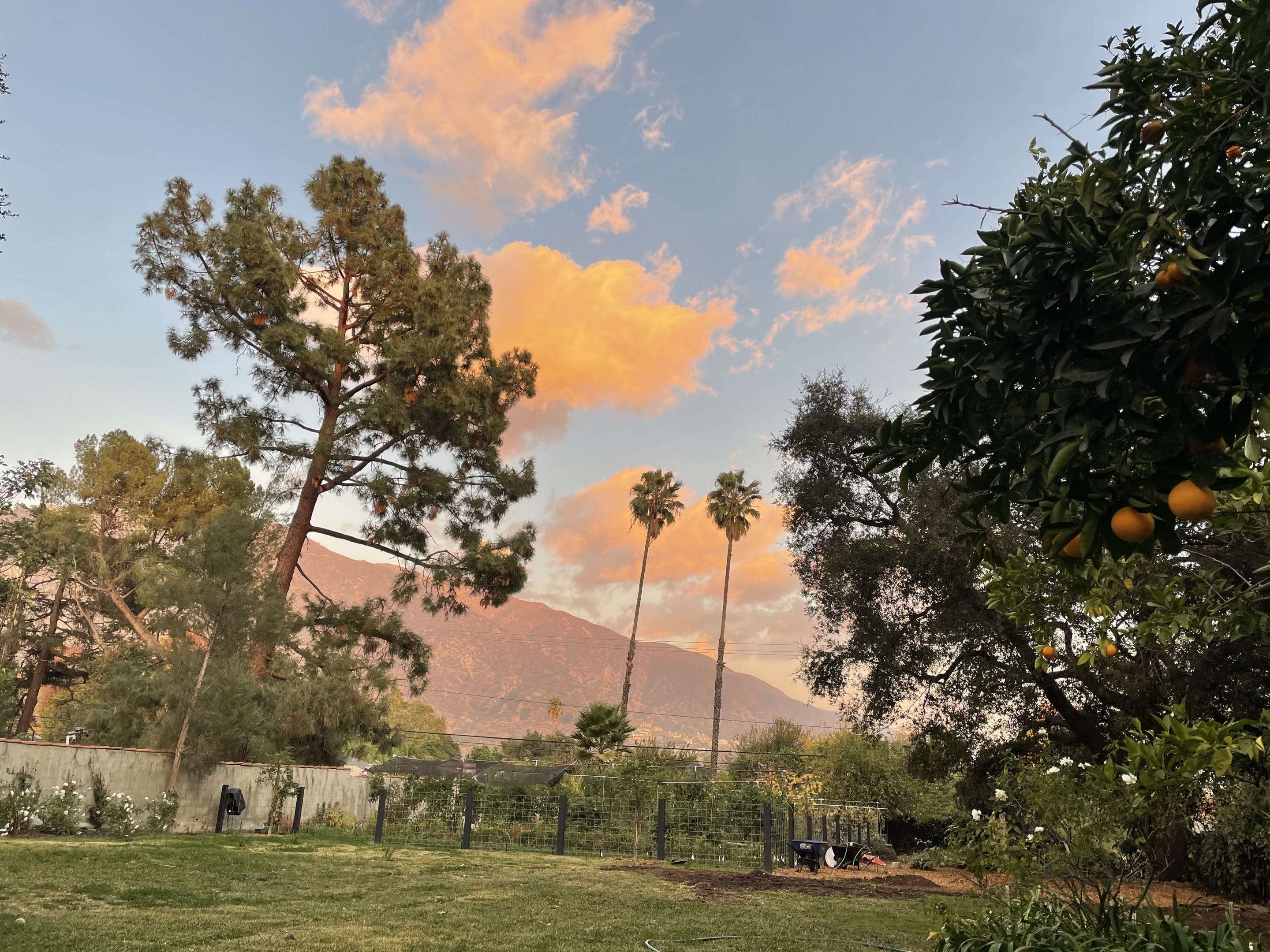 Childhood backyard in beautiful Altadena, CA